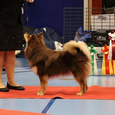 Finsk lapphund Lapinkaunis Shelby Maverick