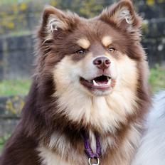 Finsk lapphund Lapinkaunis Shelby Maverick