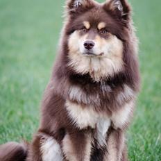 Finsk lapphund Lapinkaunis Shelby Maverick