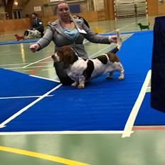 Basset hound Baffo Dodge Ram Diaz