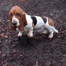 Basset hound Baffo Dodge Ram Diaz