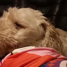 Mellempuddel Scooby Doo