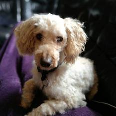 Mellempuddel Scooby Doo