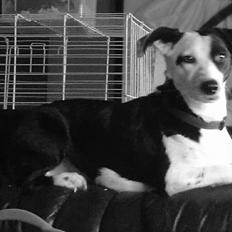 Blanding af racer Mowgli 