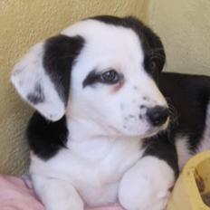 Blanding af racer Mowgli 