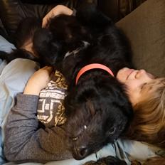 Blanding af racer Laika 