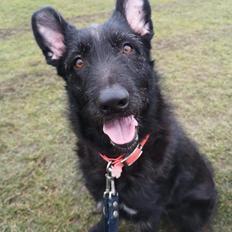 Blanding af racer Laika 