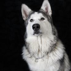 Blanding af racer Aslan