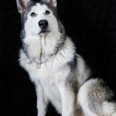 Blanding af racer Aslan