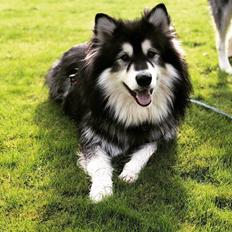 Alaskan malamute Aslan 