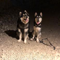 Alaskan malamute Aslan 