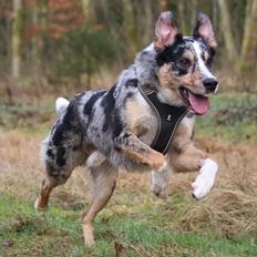 Border collie Kaos (Offish Alkyra)