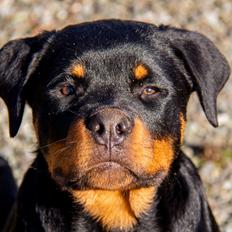 Rottweiler Chateau von astrups´s Karlo 