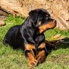 Rottweiler Chateau von astrups´s Karlo 