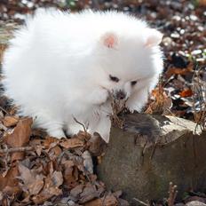 Pomeranian High Fly Abigail