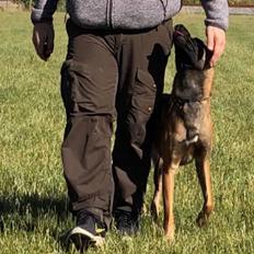 Malinois Jigsaw Clever Fox (Ouzo)