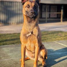Malinois Jigsaw Clever Fox (Ouzo)