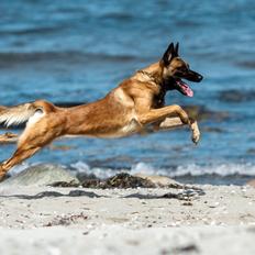 Malinois Jigsaw Clever Fox (Ouzo)