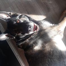 Schæferhund Sportshund Gipsi. (Gipsi).