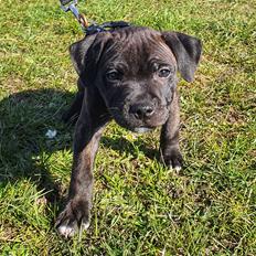 Staffordshire bull terrier Dino