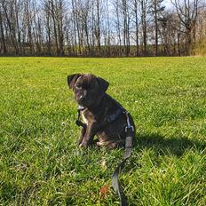 Staffordshire bull terrier Dino