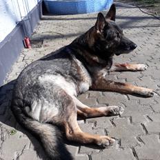 Schæferhund Sportshund Gipsi. (Gipsi).