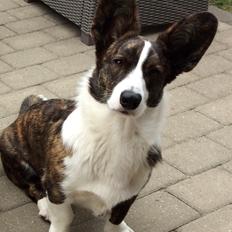 Welsh corgi cardigan Charlie