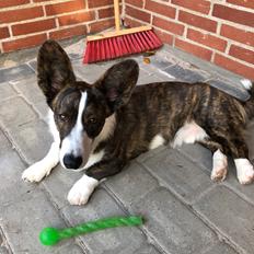 Welsh corgi cardigan Charlie