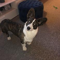 Welsh corgi cardigan Charlie