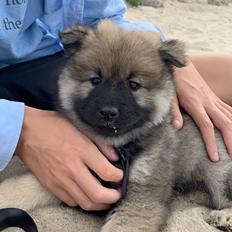 Eurasier Zelda