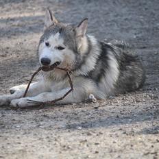 Blanding af racer Aslan