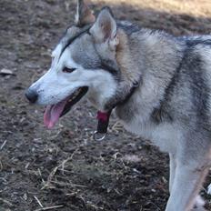 Siberian husky Kira