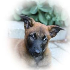 Malinois Working Malinois Deja Vu (Tavi)