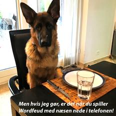 Schæferhund Ozzy