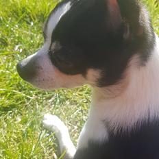 Chihuahua Eddie