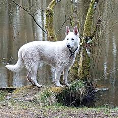 Hvid Schweizisk Hyrdehund SKYE (BeDaBlanco Nice Ninja)