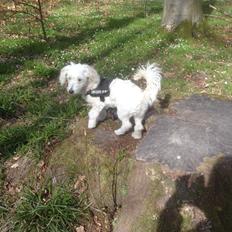 Blanding af racer Luna