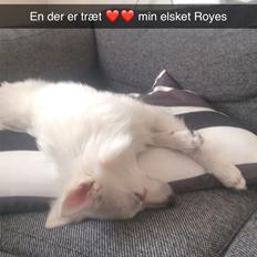 Tysk Spids Royes 