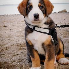 Blanding af racer Rosa