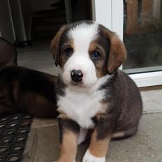 Blanding af racer Rosa