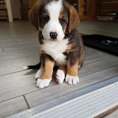 Blanding af racer Rosa