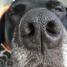 Labrador retriever Joey