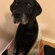 Labrador retriever Joey