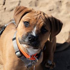 Blanding af racer Selma