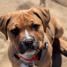 Blanding af racer Selma