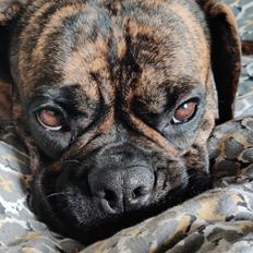 Blanding af racer Mille  ( RIP)