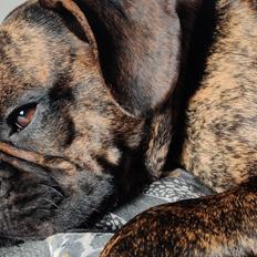 Blanding af racer Mille  ( RIP)