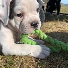 Olde english bulldogge Theils Bulldogs Eevee