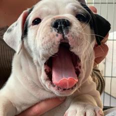 Olde english bulldogge Theils Bulldogs Eevee