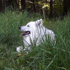 Dansk Spids Snoopy